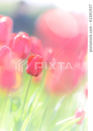 船橋安徒生公園的軟鬱金香的形象 61891937