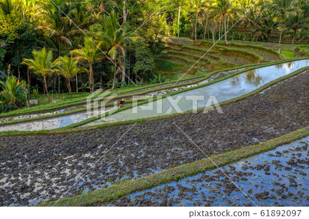 Rice terrace in Gunung Kawi, Bali, Indonesia. 61892097