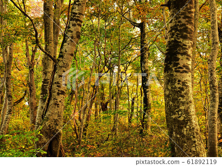 Autumn forest Autumn forest 61892119