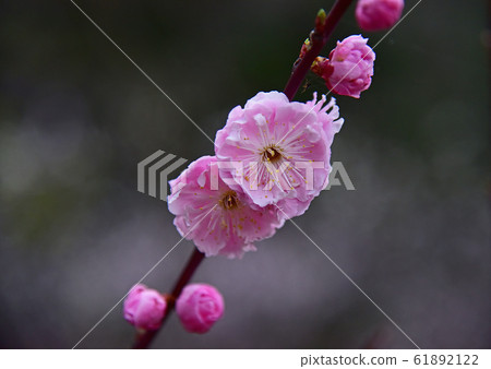 梅花 梅花 61892122