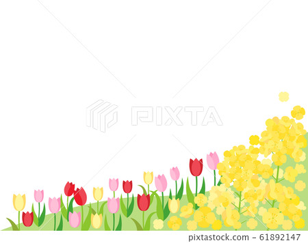 Spring material 11 rape blossom tulip Spring material 11 rape blossom tulip 61892147
