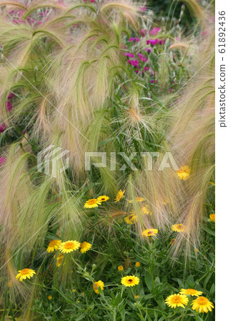 Hoso Nogemugi 61892436