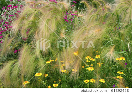 Hoso Nogemugi Hoso Nogemugi 61892438