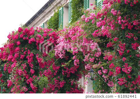 Rose Rose 61892441