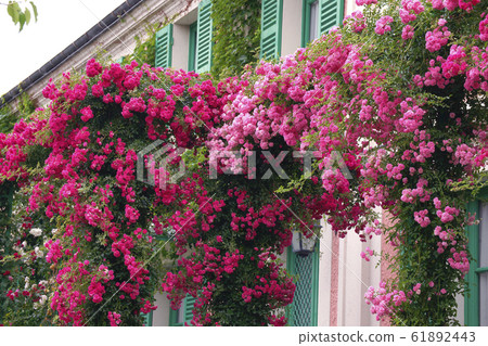 Rose Rose 61892443