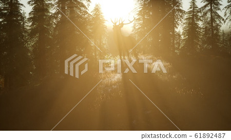 Deer Male in Forest at Sunset - Stock Illustration [61892487] - PIXTA