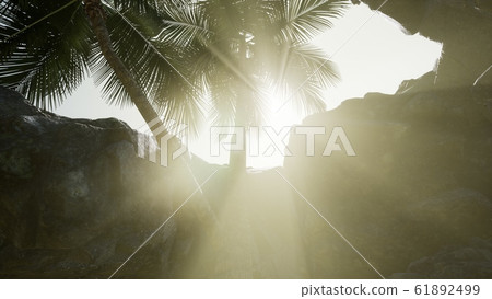 Big Palms in Stone Cave with Rays of Sunlight 61892499