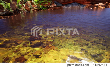 tropical golden pond with rocks and green plants tropical golden pond with rocks and green plants 61892511