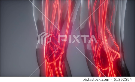 Blood Vessels of Human Body Blood Vessels of Human Body 61892594
