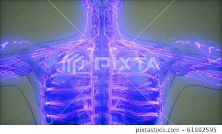 Blood Vessels of Human Body Blood Vessels of Human Body 61892595