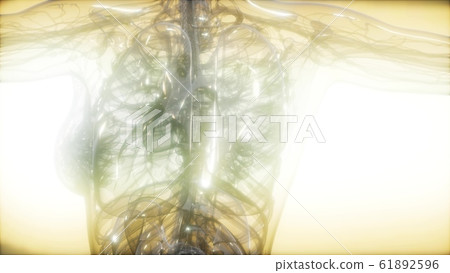 X-Ray Image Of Human Body X-Ray Image Of Human Body 61892596