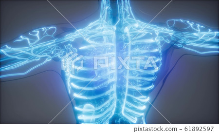 Blood Vessels of Human Body Blood Vessels of Human Body 61892597