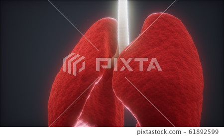 3d animation of human lungs - Stock Illustration [61892599] - PIXTA