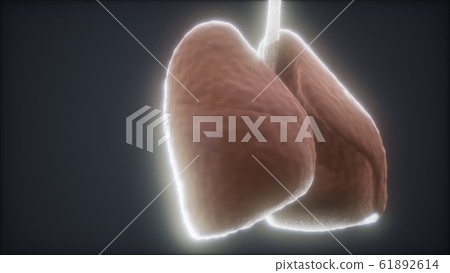 loop 3d rendered medically accurate animation of 61892614