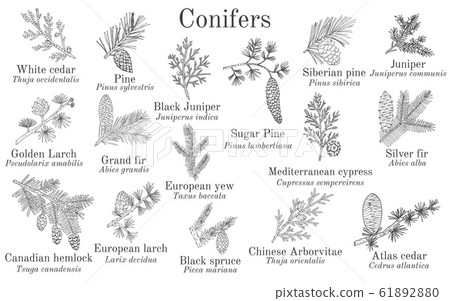 Set of different conifiers branches with cones 61892880