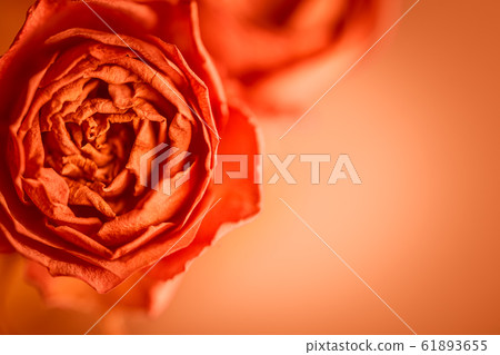 Orange rose blossom background design image with copy space Orange rose blossom background design image with copy space 61893655