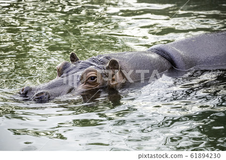 游泳河馬 61894230