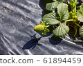 Growing small strawberry plants 61894459