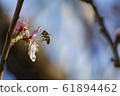 Bee on the flower of a nectarine 61894462