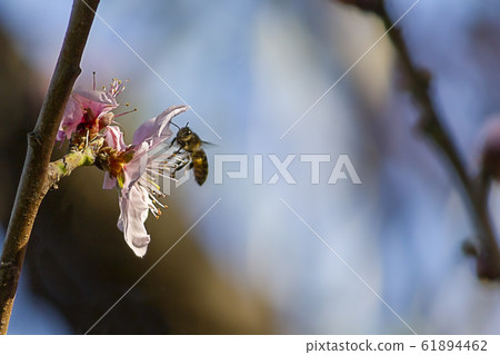 Bee on the flower of a nectarine Bee on the flower of a nectarine 61894462