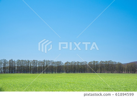 Blue sky and windbreak / image of Hokkaido Tokachi region Blue sky and windbreak / image of Hokkaido Tokachi region 61894599