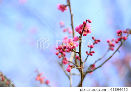 梅花高知 梅花高知 61894613