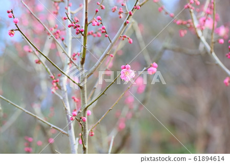 梅花高知 梅花高知 61894614