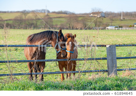 Grazing Thoroughbred / Hokkaido Shin-Hidaka Town Grazing Thoroughbred / Hokkaido Shin-Hidaka Town 61894645