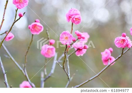 梅花內背 61894977