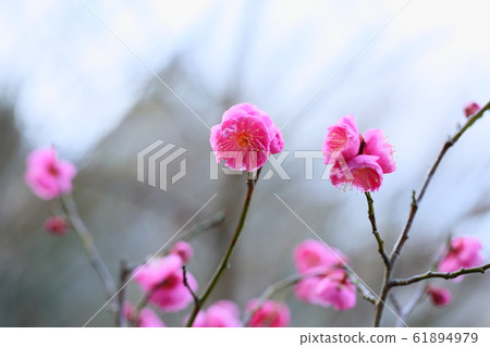梅花內背 61894979