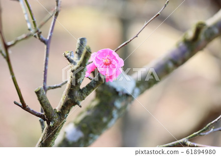 Plum blossom inner back - Stock Photo [61894820] - PIXTA