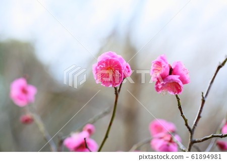 Plum blossom inner back 61894981