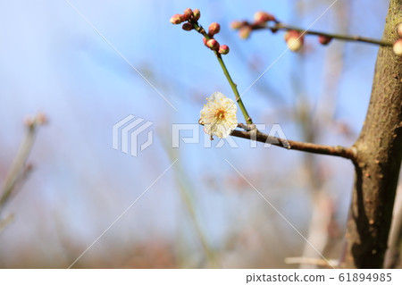 Plum blossom winter solstice 61894985