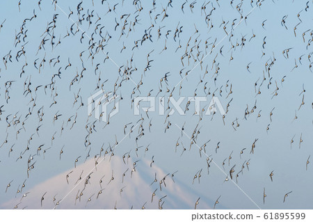 磯pi山，Miubisubi母豬和富士山 61895599