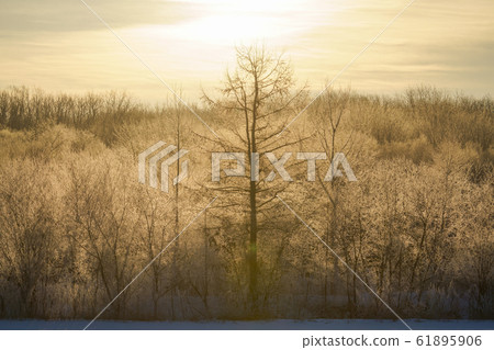  Foggy ice 61895906