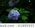 鎌倉的寺廟和繡球花 61895935