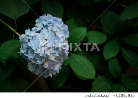 鎌倉的寺廟和繡球花 61895936