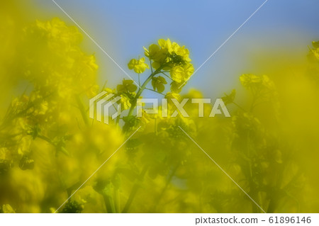 Yellow rape blossoms 61896146