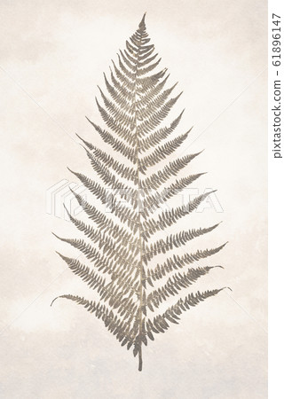 Archival fern leaf 61896147