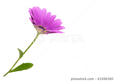 Osteosperumum Flower Daisy Isolated 61896360