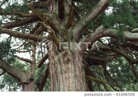 Tamagusugi Yamagorogawa River Yamagata Prefecture 61896508