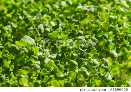 Arugula sprouts in sunlight, macro food photo. Sprouting rocket, Eruca vesicaria, also called garden rocket. Green seedlings and young plants of Lens esculenta puyensis, a healthy microgreen. Arugula sprouts in sunlight, macro food photo. Sprouting rocket, Eruca vesicaria, also called garden rocket. Green seedlings and young plants of Lens esculenta puyensis, a healthy microgreen. 61896666