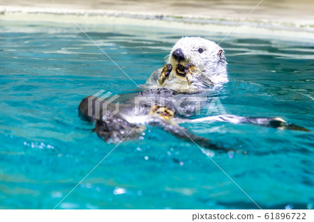 Sea otter 61896722