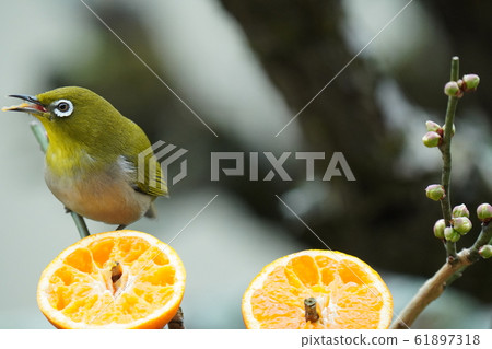 Mejiro, oranges, plum trees, 2020, warm winter, eating, Ehime oranges Mejiro, oranges, plum trees, 2020, warm winter, eating, Ehime oranges 61897318