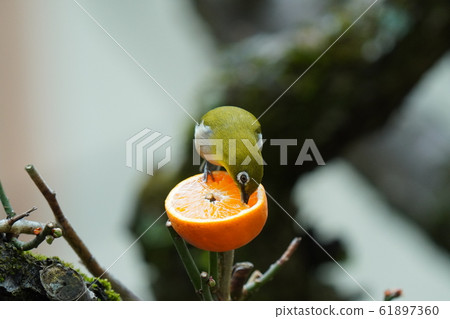 Mejiro, oranges, plum trees, 2020, warm winter, eating, Ehime oranges Mejiro, oranges, plum trees, 2020, warm winter, eating, Ehime oranges 61897360