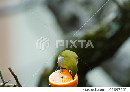 Mejiro, oranges, plum trees, 2020, warm winter, eating, Ehime oranges Mejiro, oranges, plum trees, 2020, warm winter, eating, Ehime oranges 61897361
