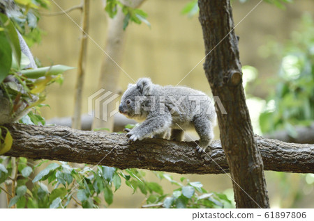 Koala's baby 61897806