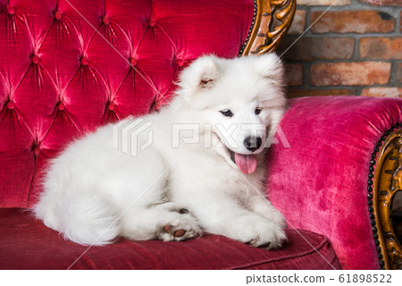 Samoyed dog puppy on the red luxury couch Samoyed dog puppy on the red luxury couch 61898522