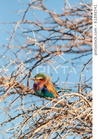 Lilac Breasted Roller sitting on a tree branch 61898541