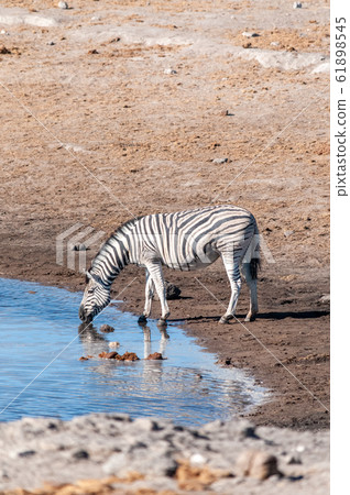 Zebras in Etosha National Park. 61898545